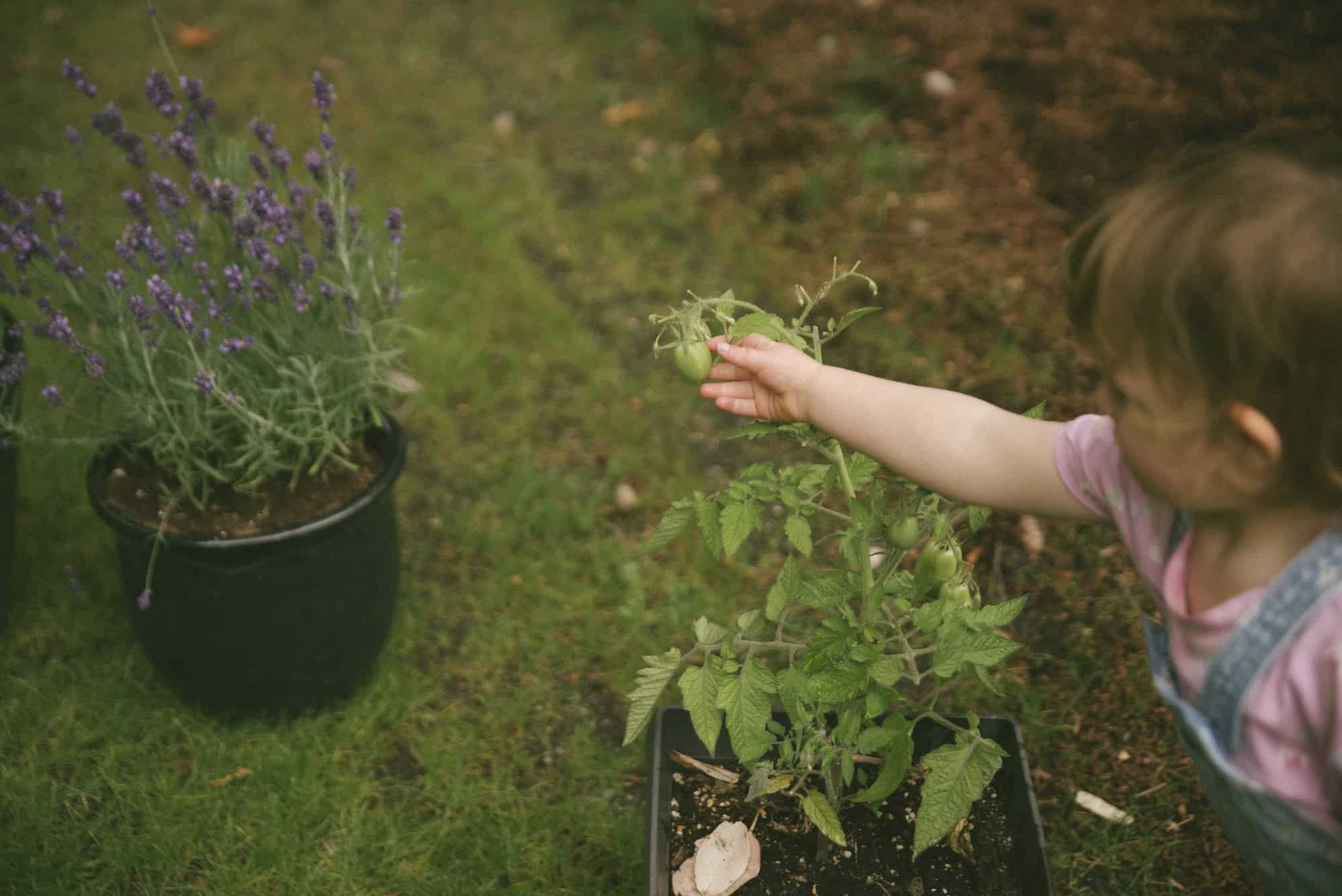 Child picking a tomato outside in the garden